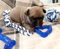 Oakley, a male French Bulldog for sale in Ashburnham, MA – 4 of 9