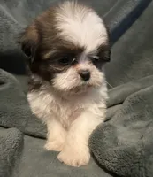Lilo, a female Shih Tzu for sale in Ashburnham, MA – 2 of 6
