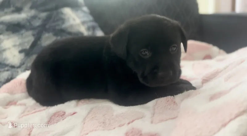 Smiley  – Labrador Retriever puppy for sale in Ashburnham, MA