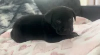 Smiley , a female Labrador Retriever for sale in Ashburnham, MA – 1 of 2