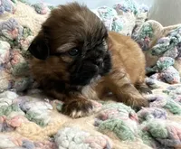 Jamie , a male Shih Tzu for sale in Ashburnham, MA – 5 of 6