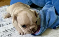 AKC Truffle, a female French Bulldog for sale in Ashburnham, MA – 2 of 9