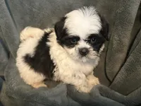 Hamilton , a male Shih Tzu for sale in Ashburnham, MA – 3 of 4