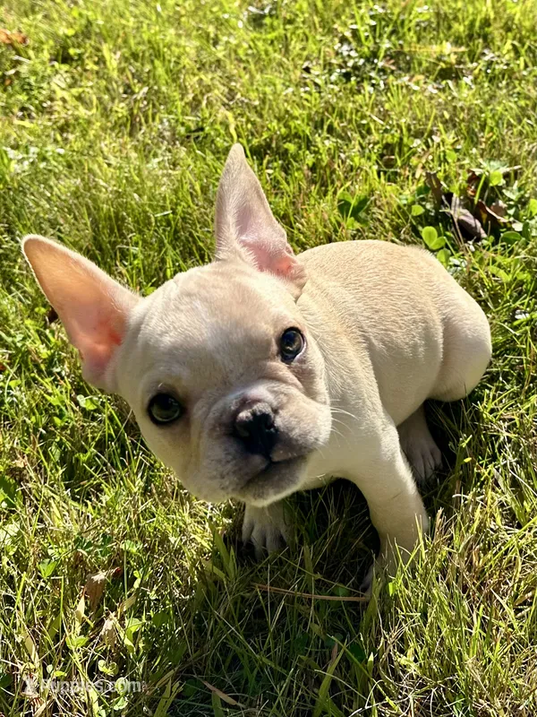 AKC Cooper – French Bulldog puppy for sale in Ashburnham, MA