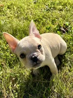AKC Cooper, a male French Bulldog for sale in Ashburnham, MA – 1 of 7