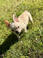 AKC Cooper, a male French Bulldog for sale in Ashburnham, MA – 2 of 7