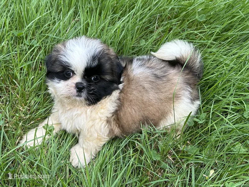 Hero – Shih Tzu puppy for sale in Ashburnham, MA