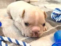 Truffle, a female French Bulldog for sale in Ashburnham, MA – 3 of 6