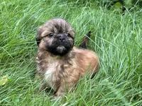 Jamie , a male Shih Tzu for sale in Ashburnham, MA – 5 of 6