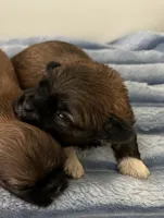 Dozer, a male Shih Tzu for sale in Ashburnham, MA – 1 of 2