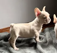 AKC Truffle, a female French Bulldog for sale in Ashburnham, MA – 3 of 6
