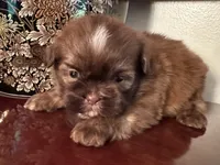 Mr Velveteen , a male Shih Tzu for sale in Ashburnham, MA – 2 of 5
