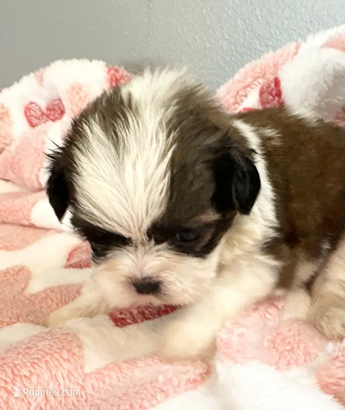 Benny – Shih Tzu puppy for sale in Ashburnham, MA