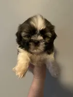 Bailey , a male Shih Tzu for sale in Ashburnham, MA – 3 of 7