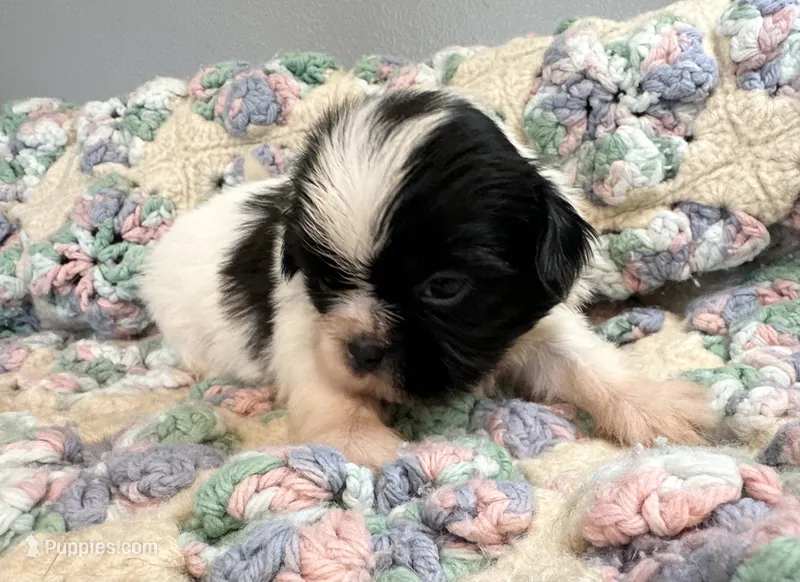 Luke – Shih Tzu puppy for sale in Ashburnham, MA