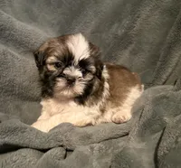 Bailey , a male Shih Tzu for sale in Ashburnham, MA – 7 of 7