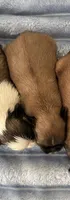 Bree, a female Shih Tzu for sale in Ashburnham, MA – 2 of 2