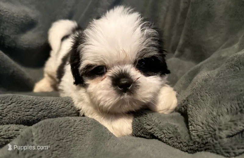 Duke – Shih Tzu puppy for sale in Ashburnham, MA