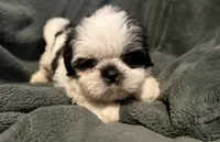 Duke, a male Shih Tzu for sale in Ashburnham, MA – 1 of 6