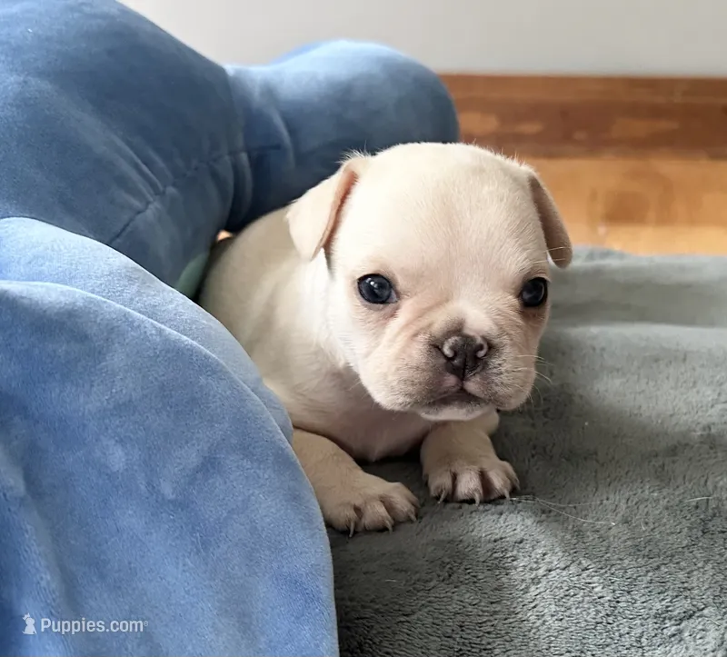 AKC Cooper – French Bulldog puppy for sale in Ashburnham, MA