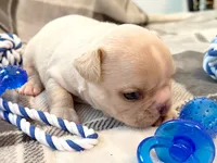 Truffle, a female French Bulldog for sale in Ashburnham, MA – 2 of 6