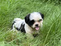 Coco, a female Shih Tzu for sale in Ashburnham, MA – 4 of 8