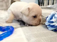 Cooper, a male French Bulldog for sale in Ashburnham, MA – 3 of 4