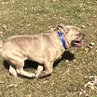 AKC Iceman, a male French Bulldog for sale in Ashburnham, MA – Photo 9 of 9