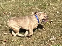 AKC Iceman, a male French Bulldog for sale in Ashburnham, MA – Photo 9 of 9