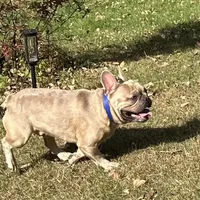 AKC Iceman, a male French Bulldog for sale in Ashburnham, MA – Photo 6 of 9