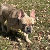 AKC Iceman, a male French Bulldog for sale in Ashburnham, MA – Photo 4 of 9