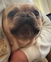 AKC Iceman, a male French Bulldog for sale in Ashburnham, MA – Photo 4 of 7