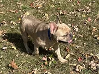 AKC Iceman, a male French Bulldog for sale in Ashburnham, MA – Photo 5 of 9