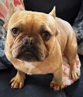 AKC Iceman, a male French Bulldog for sale in Ashburnham, MA – Photo 6 of 7