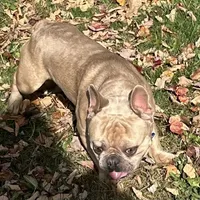 AKC Iceman, a male French Bulldog for sale in Ashburnham, MA – Photo 2 of 9