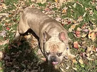 AKC Iceman, a male French Bulldog for sale in Ashburnham, MA – Photo 2 of 9