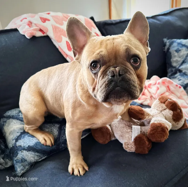 AKC Iceman – French Bulldog puppy for sale in Ashburnham, MA