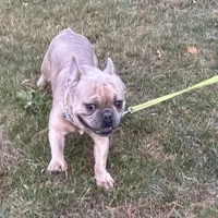 AKC Iceman, a male French Bulldog for sale in Ashburnham, MA – Photo 3 of 9