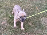 AKC Iceman, a male French Bulldog for sale in Ashburnham, MA – Photo 3 of 9