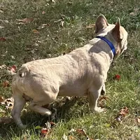 AKC Iceman, a male French Bulldog for sale in Ashburnham, MA – Photo 7 of 9