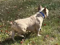 AKC Iceman, a male French Bulldog for sale in Ashburnham, MA – Photo 7 of 9