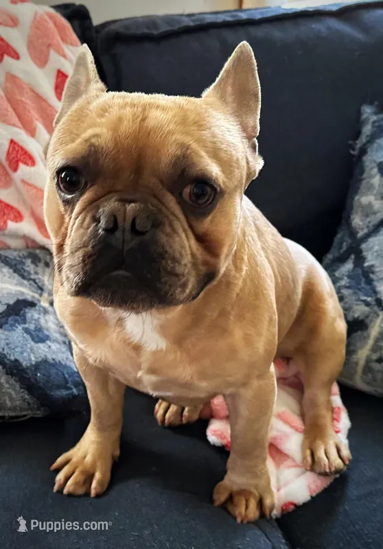 AKC Iceman – French Bulldog puppy for sale in Ashburnham, MA
