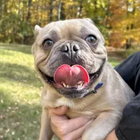 AKC Iceman, a male French Bulldog for sale in Ashburnham, MA – Photo 8 of 9