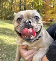 AKC Iceman, a male French Bulldog for sale in Ashburnham, MA – Photo 8 of 9