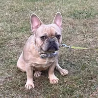 AKC Iceman, a male French Bulldog for sale in Ashburnham, MA – Photo 1 of 9