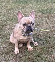 AKC Iceman, a male French Bulldog for sale in Ashburnham, MA – Photo 1 of 9