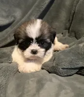 Kevin, a male Shih Tzu for sale in Ashburnham, MA – 2 of 7