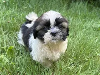 Nemo, a male Shih Tzu for sale in Ashburnham, MA – 2 of 7