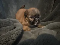 Bree, a female Shih Tzu for sale in Ashburnham, MA – 6 of 6