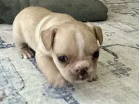 AKC Truffle, a female French Bulldog for sale in Ashburnham, MA – 7 of 9